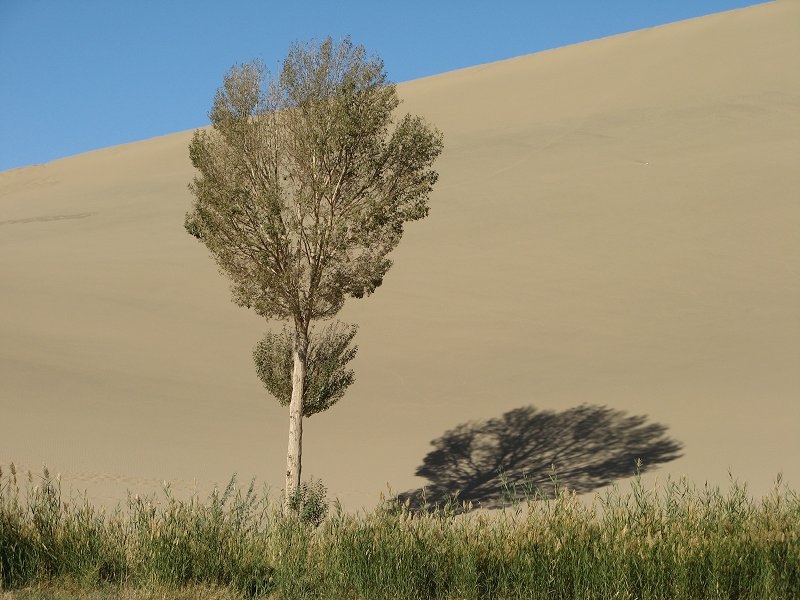 Tree and Dune